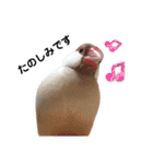 文鳥のふくむぎ2（個別スタンプ：4）