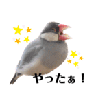 文鳥のふくむぎ2（個別スタンプ：5）