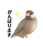 文鳥のふくむぎ2（個別スタンプ：6）