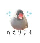 文鳥のふくむぎ2（個別スタンプ：7）