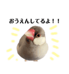 文鳥のふくむぎ2（個別スタンプ：9）