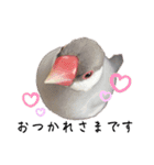 文鳥のふくむぎ2（個別スタンプ：11）