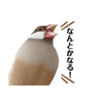 文鳥のふくむぎ2（個別スタンプ：12）