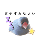 文鳥のふくむぎ2（個別スタンプ：13）