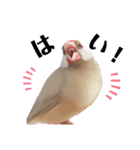文鳥のふくむぎ2（個別スタンプ：14）