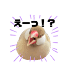 文鳥のふくむぎ2（個別スタンプ：16）