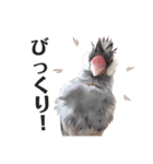 文鳥のふくむぎ2（個別スタンプ：17）