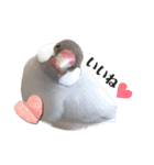 文鳥のふくむぎ2（個別スタンプ：18）