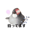 文鳥のふくむぎ2（個別スタンプ：19）
