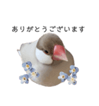 文鳥のふくむぎ2（個別スタンプ：20）