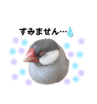 文鳥のふくむぎ2（個別スタンプ：21）