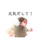 文鳥のふくむぎ2（個別スタンプ：22）
