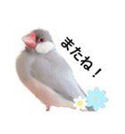 文鳥のふくむぎ2（個別スタンプ：23）