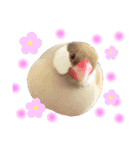 文鳥のふくむぎ2（個別スタンプ：24）