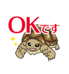 ケヅメちゃんスタンプー敬語ー（個別スタンプ：1）