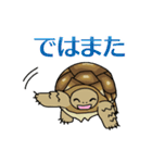 ケヅメちゃんスタンプー敬語ー（個別スタンプ：17）