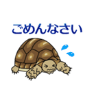 ケヅメちゃんスタンプー敬語ー（個別スタンプ：19）