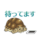ケヅメちゃんスタンプー敬語ー（個別スタンプ：23）