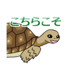 ケヅメちゃんスタンプー敬語ー（個別スタンプ：25）