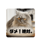 ベベエマスタンプ2（個別スタンプ：9）