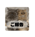 ベベエマスタンプ2（個別スタンプ：16）