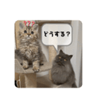 ベベエマスタンプ2（個別スタンプ：17）