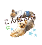 レオン・ナナ（個別スタンプ：3）