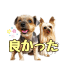 レオン・ナナ（個別スタンプ：16）