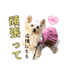 レオン・ナナ（個別スタンプ：35）