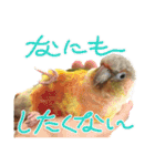 ウロコインコうり＆えるII（個別スタンプ：10）