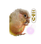 ウロコインコうり＆えるII（個別スタンプ：11）