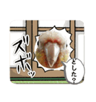 ウロコインコうり＆えるII（個別スタンプ：14）