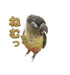 ウロコインコうり＆えるII（個別スタンプ：24）