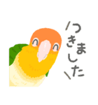 好き❤️インコちゃんず（個別スタンプ：20）