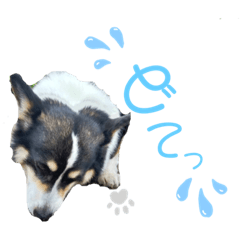 [LINEスタンプ] 毎日使える可愛いコーギー2