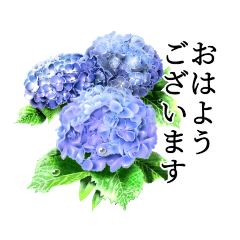 [LINEスタンプ] お花好きに贈るお花好きの為の大人挨拶