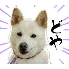 [LINEスタンプ] 表情豊かなラックのスタンプ