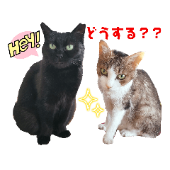 [LINEスタンプ] うちのにゃん's 5