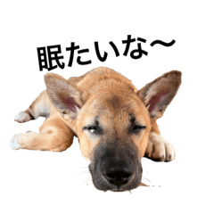 [LINEスタンプ] 保護犬『うり』2