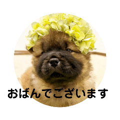 [LINEスタンプ] チャウチャウびより7❤️オール子犬編