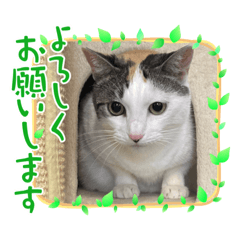 [LINEスタンプ] ユイちゃんとポンタくんの仲良しスタンプ