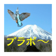 [LINEスタンプ] 富士山カワセミスタンプ