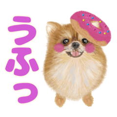 [LINEスタンプ] 癒しのわんこ大集合(犬/リアクション/日常)