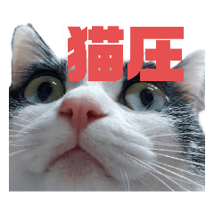 [LINEスタンプ] ユキ＆うみ＆ファラ第一弾