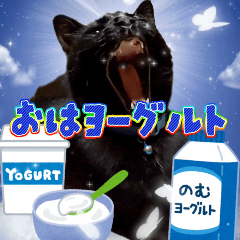 [LINEスタンプ] 飛び出す！黒猫ハルとロビン[ダジャレ]