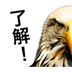 [LINEスタンプ] リアルなワシ・タカで挨拶の画像（メイン）