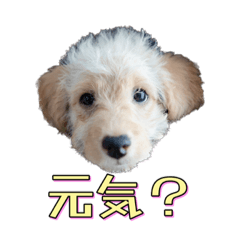 [LINEスタンプ] ラブラドゥードルの子犬生活