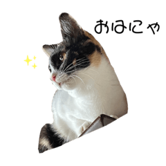 [LINEスタンプ] 日ノ出家の看板娘にゃ