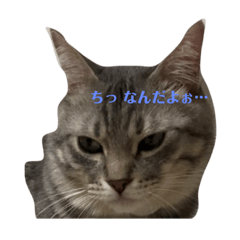 [LINEスタンプ] テンちゃんだいすき！！！