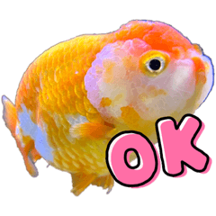[LINEスタンプ] きんぎょ わーるど